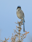 Western Scrub-Jay perched, Bosque del Apache, New Mexico