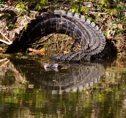 Aligators _0019