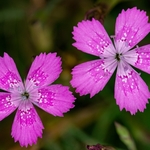 Maiden pink (Dianthus deltoides)