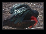 Frigatebird - plumage