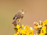 Willow Warbler - Phylloscopus trochilus