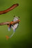 Hanging Red Eyed Tree Frog 
