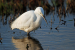 Little Egret