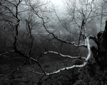 Twisted
