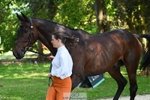 263-CARWARTHEN_HARRIER-Polly_Muirhead-WEDTrotUp+DR portfolio