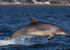 CHANORY DOLPHIN 2026 34