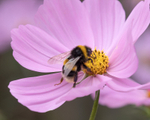 19th August Bumble on Cosmos