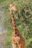 Reticulated giraffe.