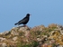 Chough