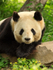 Giant Panda portrait, Beijing Zoo, China