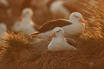 Black-browed Albatrosses on nests at sunset, Steeple Jason, Falklands