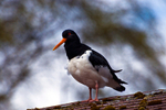 Oyster Catcher - 4262