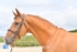 equiscot3629