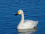 Bewick's Swan