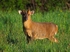 Reeves' Muntjac
