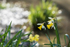 Bokeh Daffodils