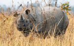 Rhinoceros