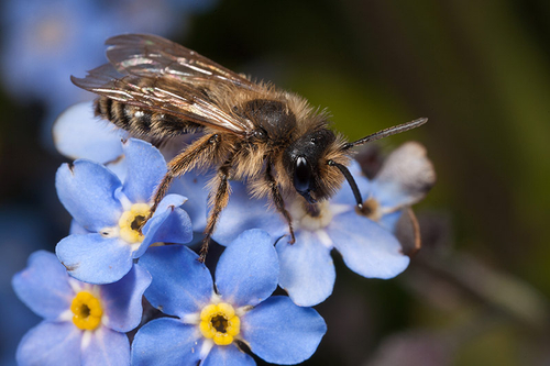 [i]Andrena flavipes[/i] male resting on a Forget-me-not flower. Cubbington Church, Warwickshire. April 20th 2012.