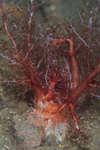 Thyonidium drummondii