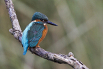 Kingfisher