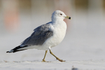Adult Ring-billed Gull, Fort De Soto Park, Florida