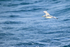 Kittiwake flying alongside boat, Snæfellsnes peninsula, Iceland