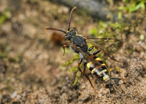 [i]Nomada leucophthalma[/i] female at an [i]Andrena clarkella[/i] colony. Warwickshire, April 2014.