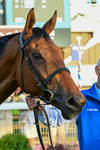 240726-Race 5-Diamond Rain-0624