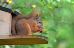 Red Squirrel