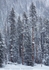 Winter Tempest