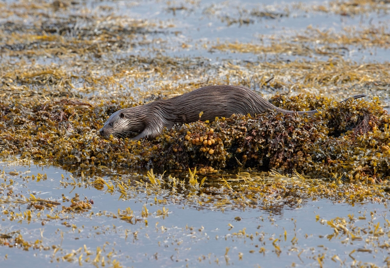 Eurasian Otter - Isle of Mull - Scotland