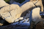 African Penguins at Boulders Beach, South Africa
