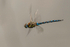 Migrant Hawker