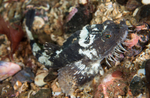 Agonus cataphractus