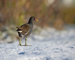 Moorhen - Gallinula chloropus