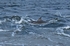 Bottlenose Dolphin