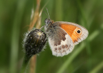 Small Heath