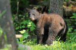 Black Bear cub looks back, Minnesota
