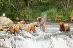 Brown Bear fight over salmon, Brooks Falls, Alaska
