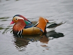 Male Mandarin Duck