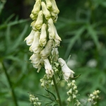 Wolf's-bane (Aconitum lycoctonum) 