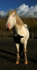 Horse Edited 22 of 68 Done