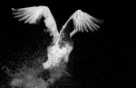 Mute Swan take off