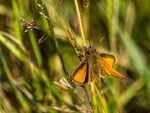 Small Skipper