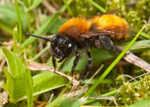 Andrena fulva (f)