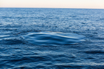Whale Footprint 1