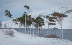 Scots pine panorama img4