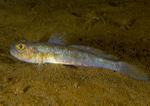 Lesueurigobius friesii