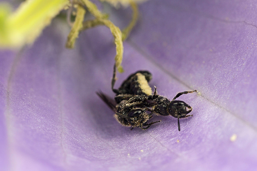 [I]Chelostoma campanularum[/I] pair, mating inside a campanula flower. Warwickshire, July 2013.