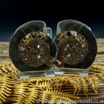 Cut & Polished Whitby Ammonite 045